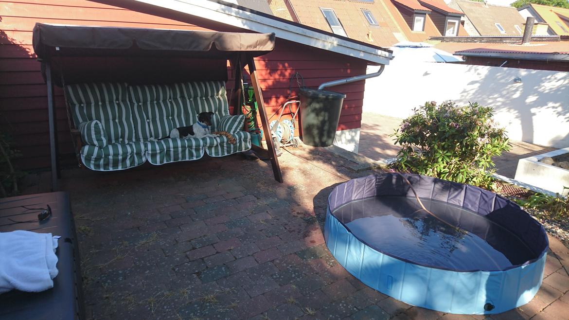 Dansk svensk gaardhund Bandit billede 9