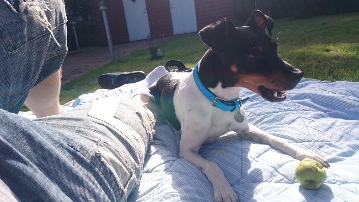 Dansk svensk gaardhund Bandit billede 10