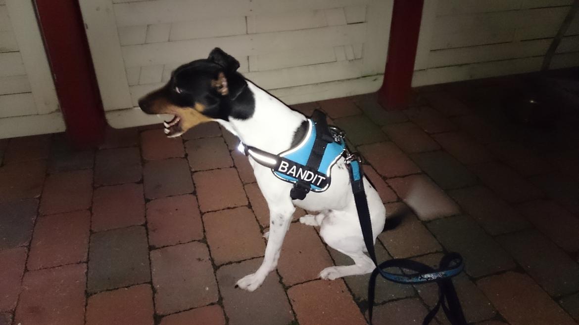 Dansk svensk gaardhund Bandit billede 13