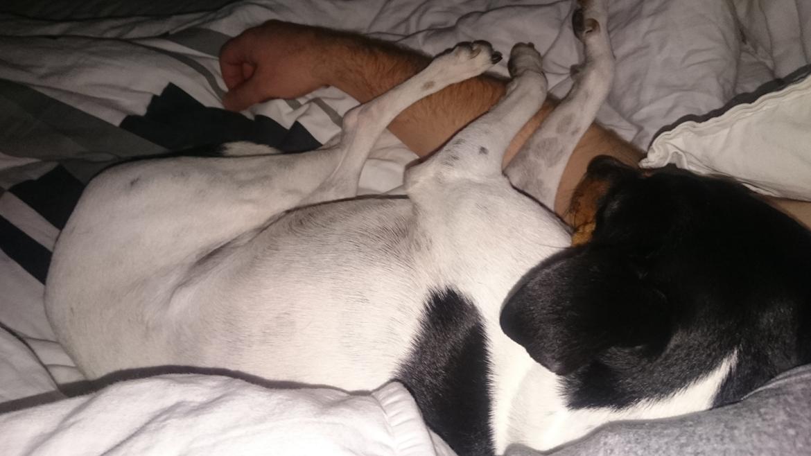 Dansk svensk gaardhund Bandit billede 16