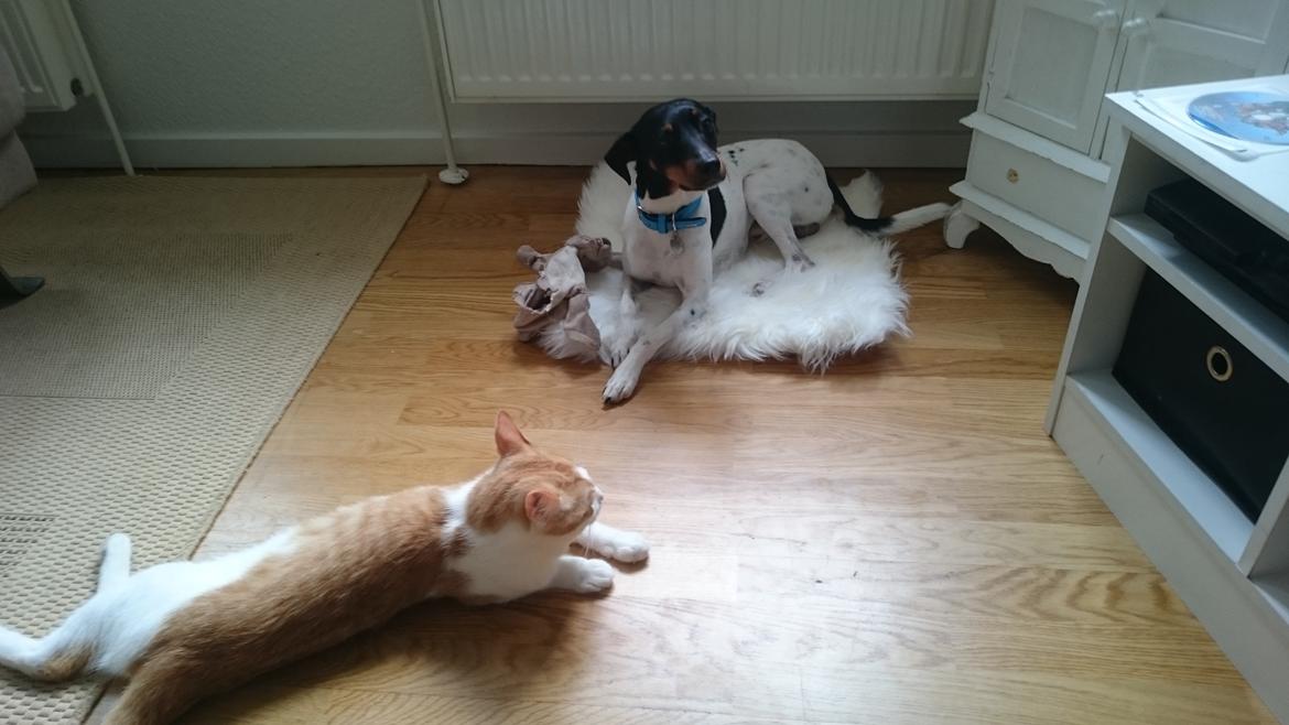 Dansk svensk gaardhund Bandit billede 18