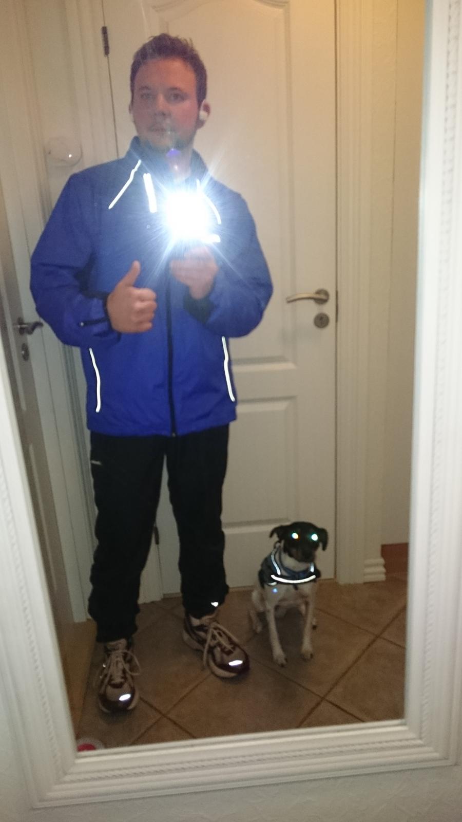 Dansk svensk gaardhund Bandit billede 19