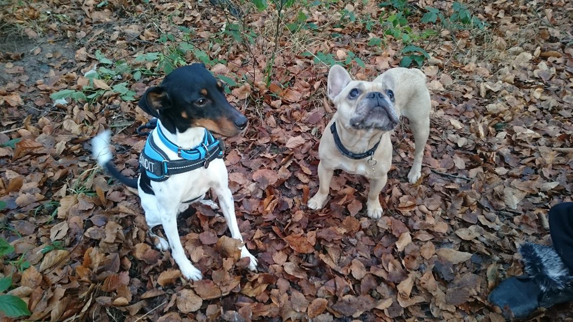 Dansk svensk gaardhund Bandit billede 20