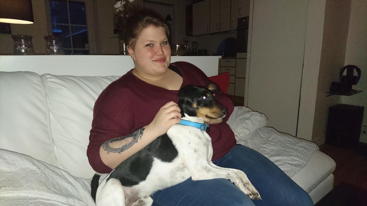 Dansk svensk gaardhund Bandit billede 22