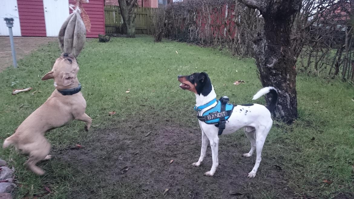 Dansk svensk gaardhund Bandit billede 17