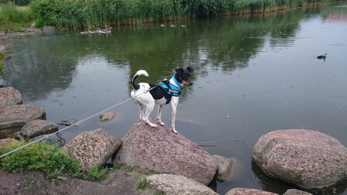 Dansk svensk gaardhund Bandit billede 24
