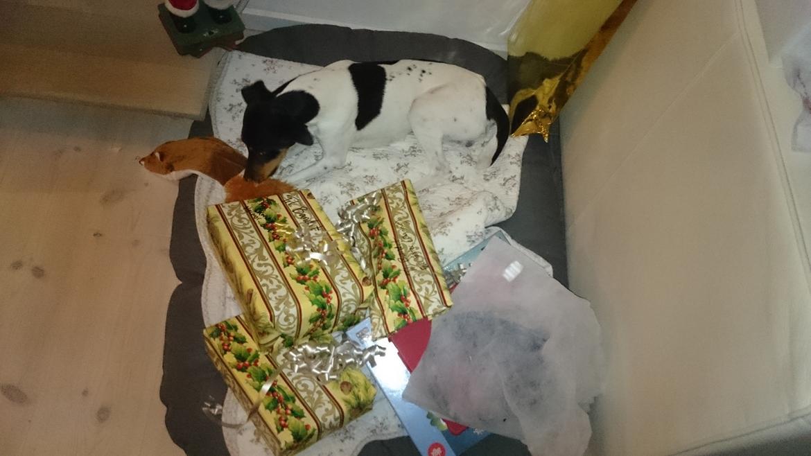 Dansk svensk gaardhund Bandit billede 25