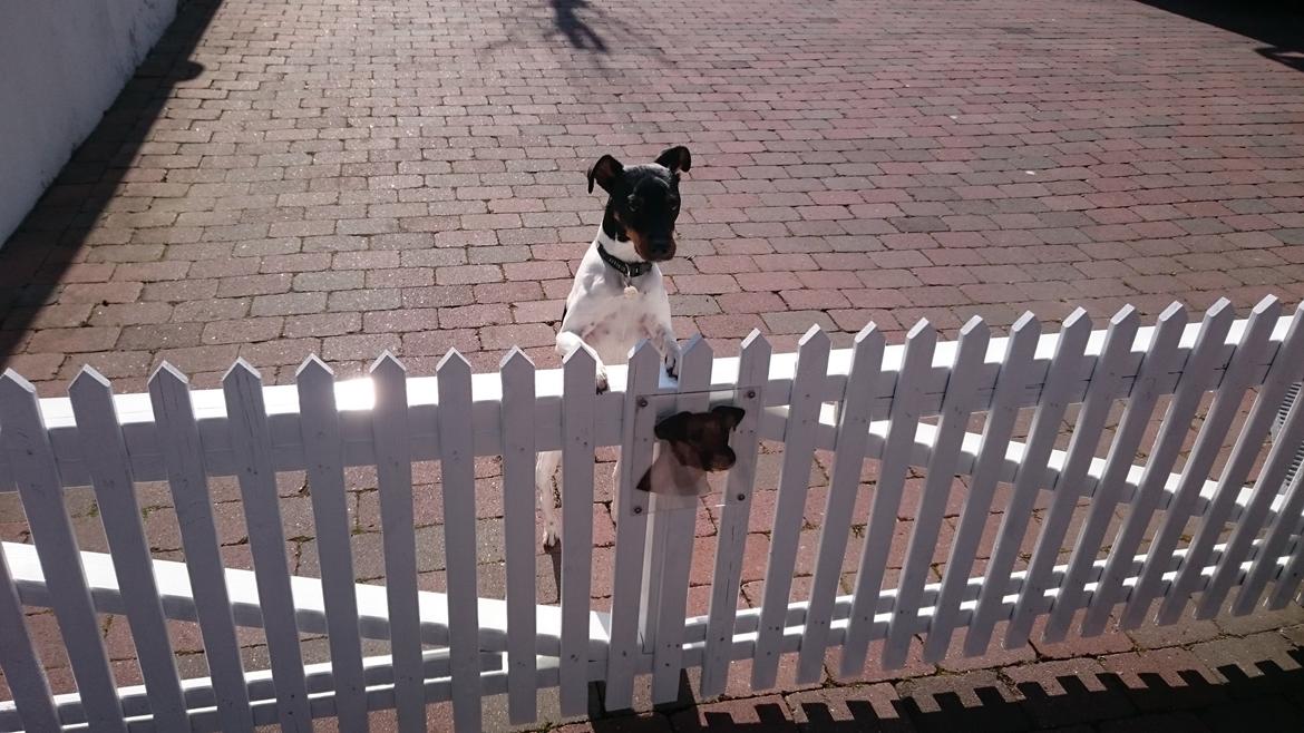 Dansk svensk gaardhund Bandit billede 26
