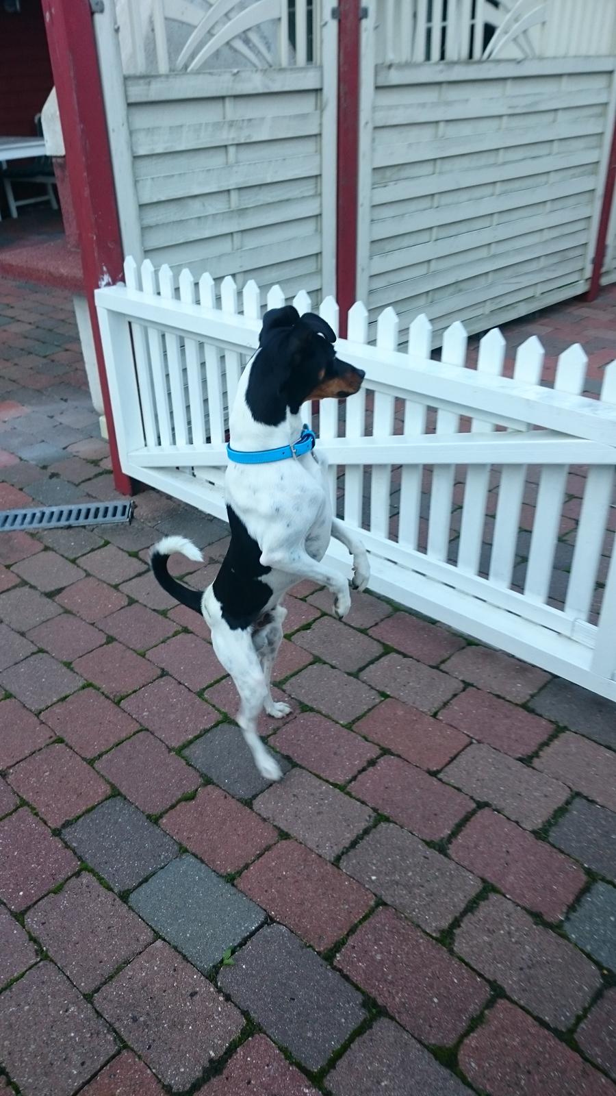 Dansk svensk gaardhund Bandit billede 27