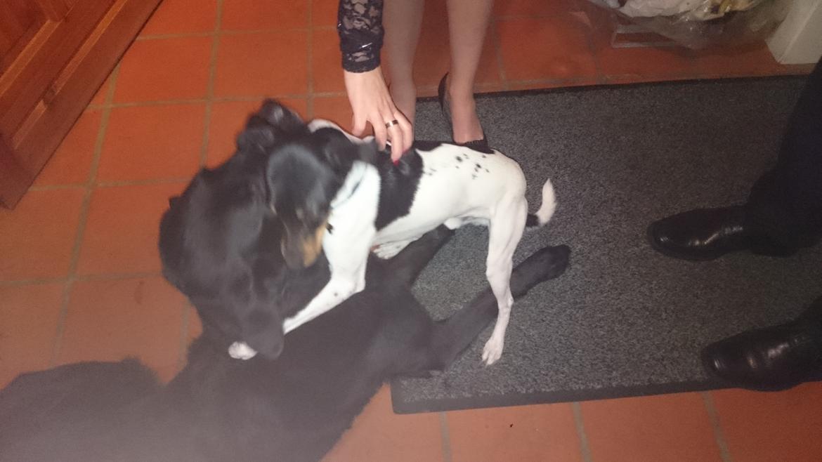 Dansk svensk gaardhund Bandit billede 28