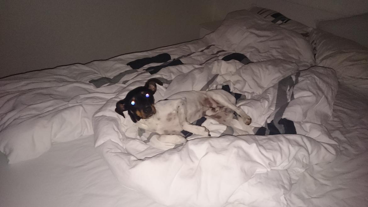 Dansk svensk gaardhund Bandit billede 29
