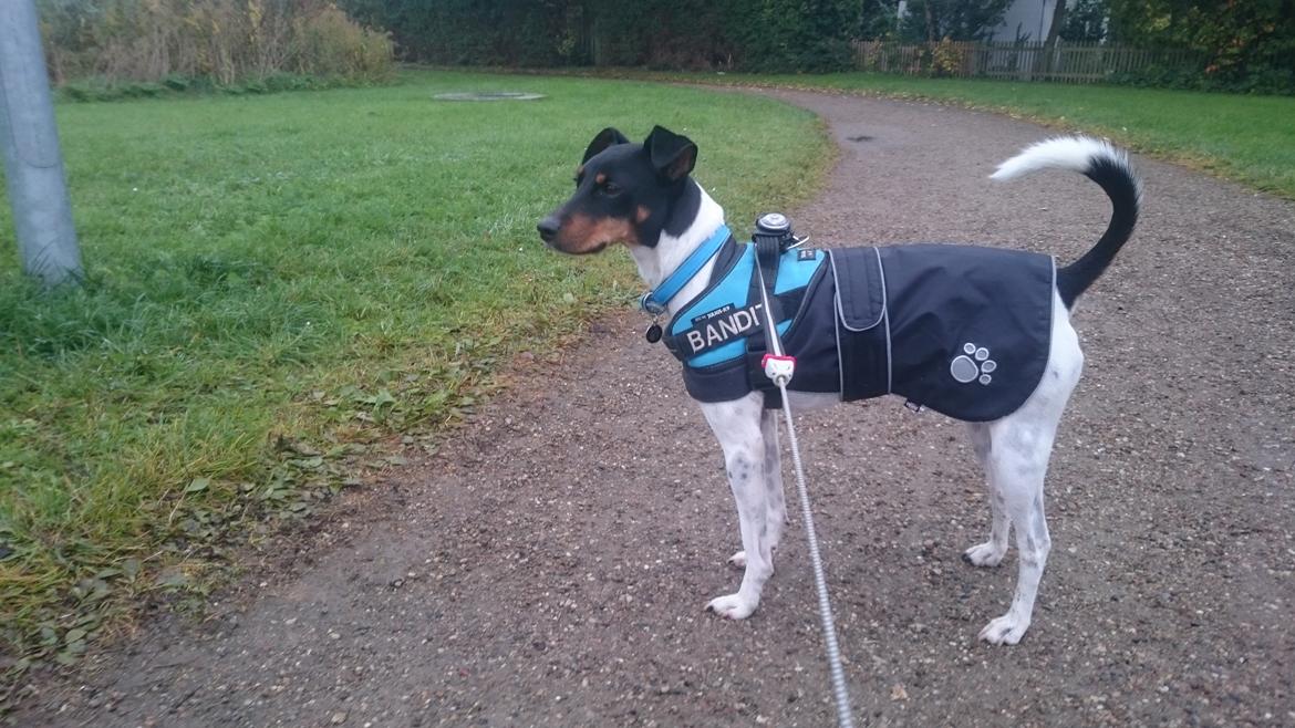 Dansk svensk gaardhund Bandit billede 30