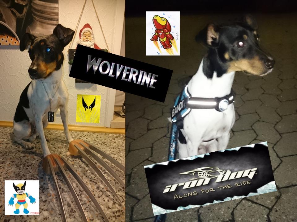 Dansk svensk gaardhund Bandit billede 32