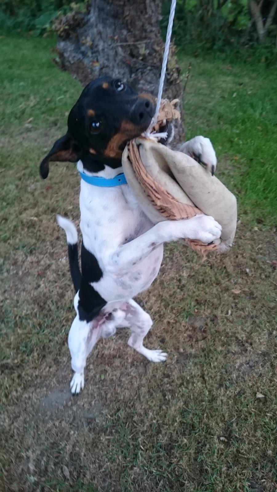 Dansk svensk gaardhund Bandit billede 23