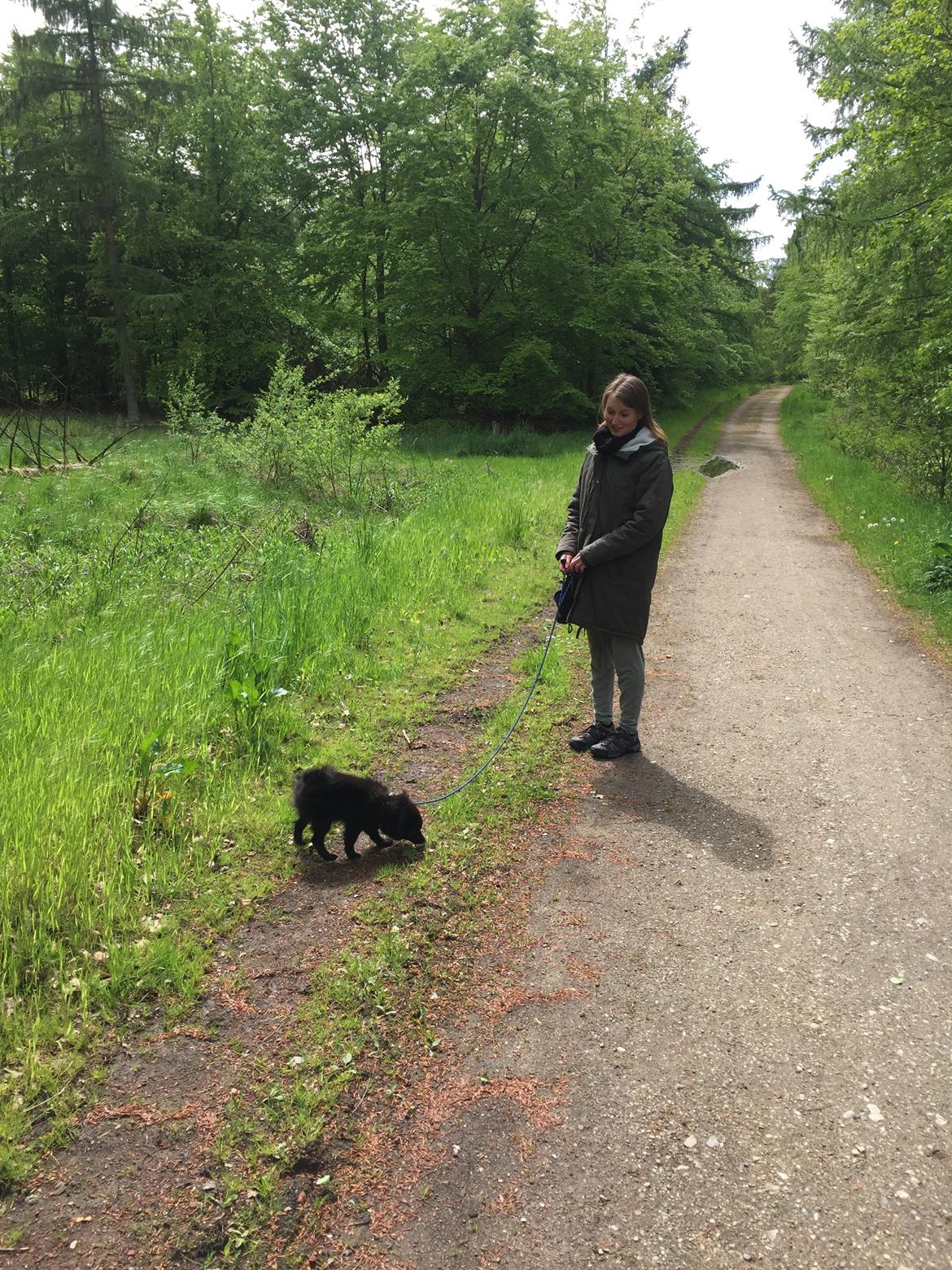 Kleinspitz Von-Spitzie's Gizmo billede 23