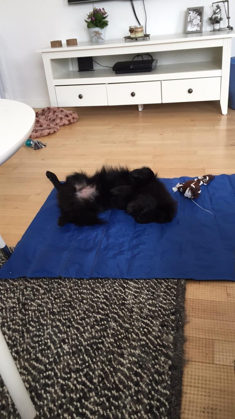 Kleinspitz Von-Spitzie's Gizmo billede 24