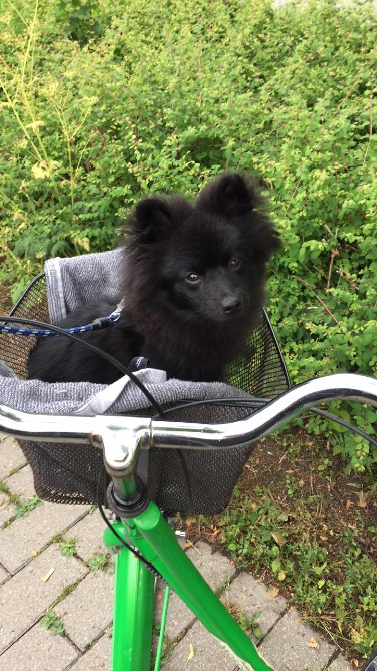 Kleinspitz Von-Spitzie's Gizmo billede 25