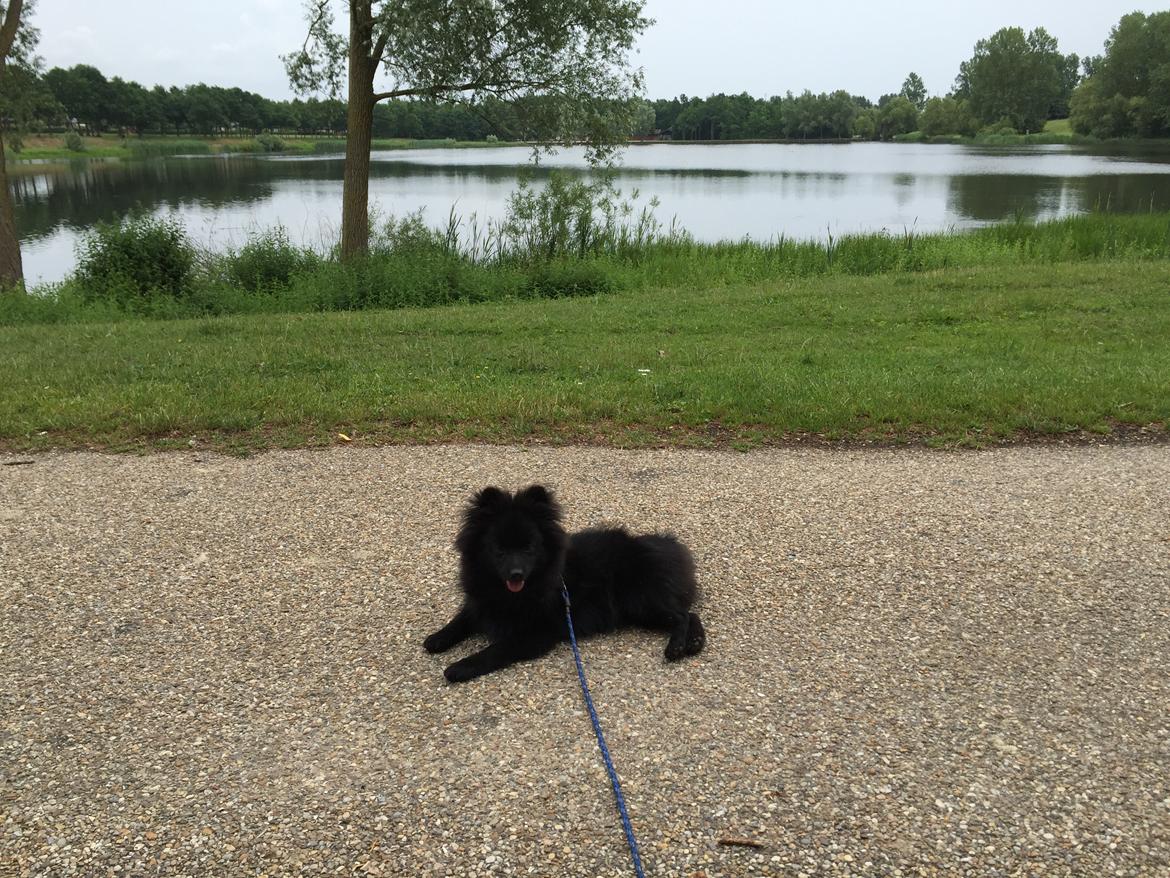 Kleinspitz Von-Spitzie's Gizmo billede 26