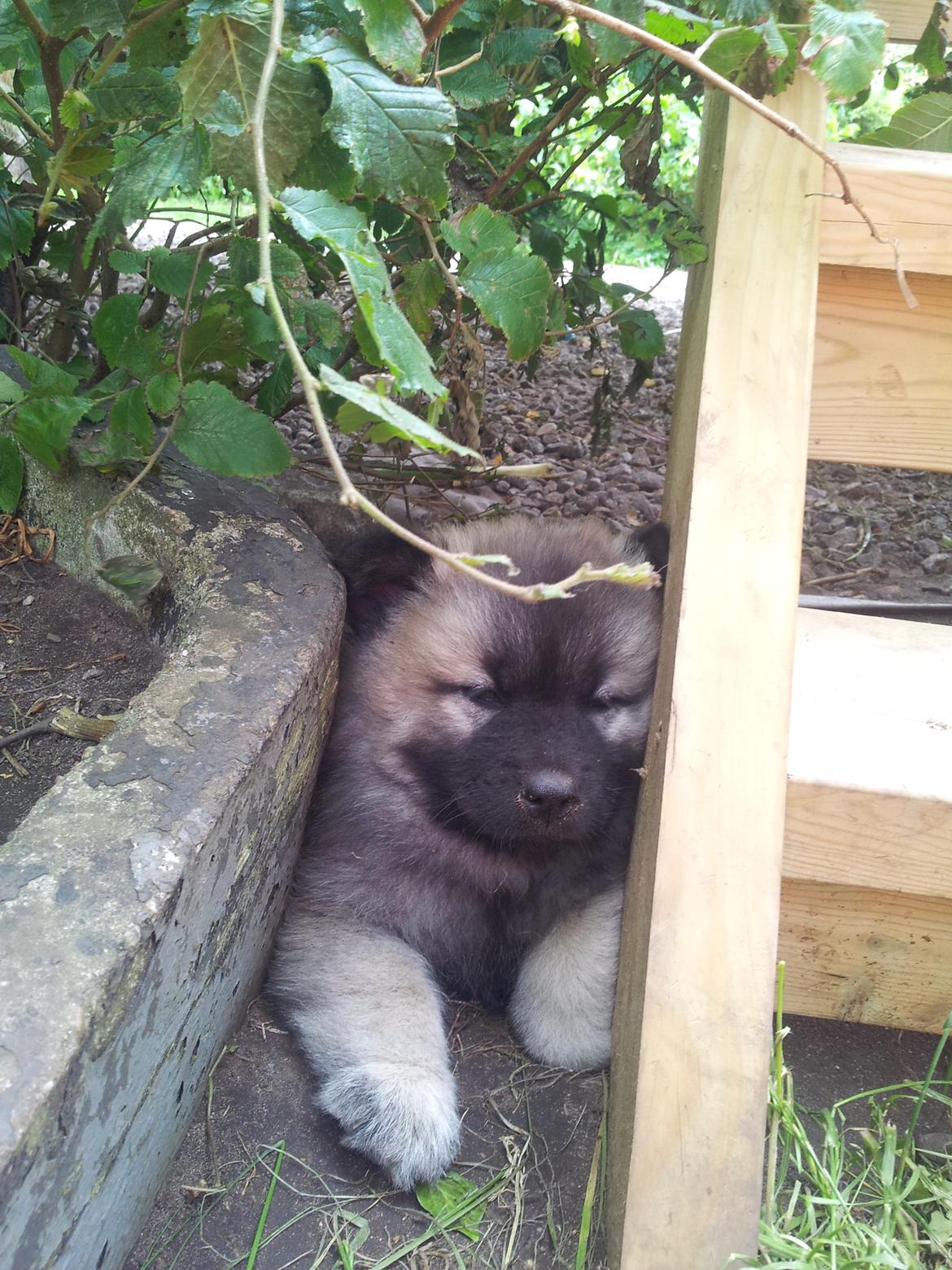 Eurasier Nuni  billede 2