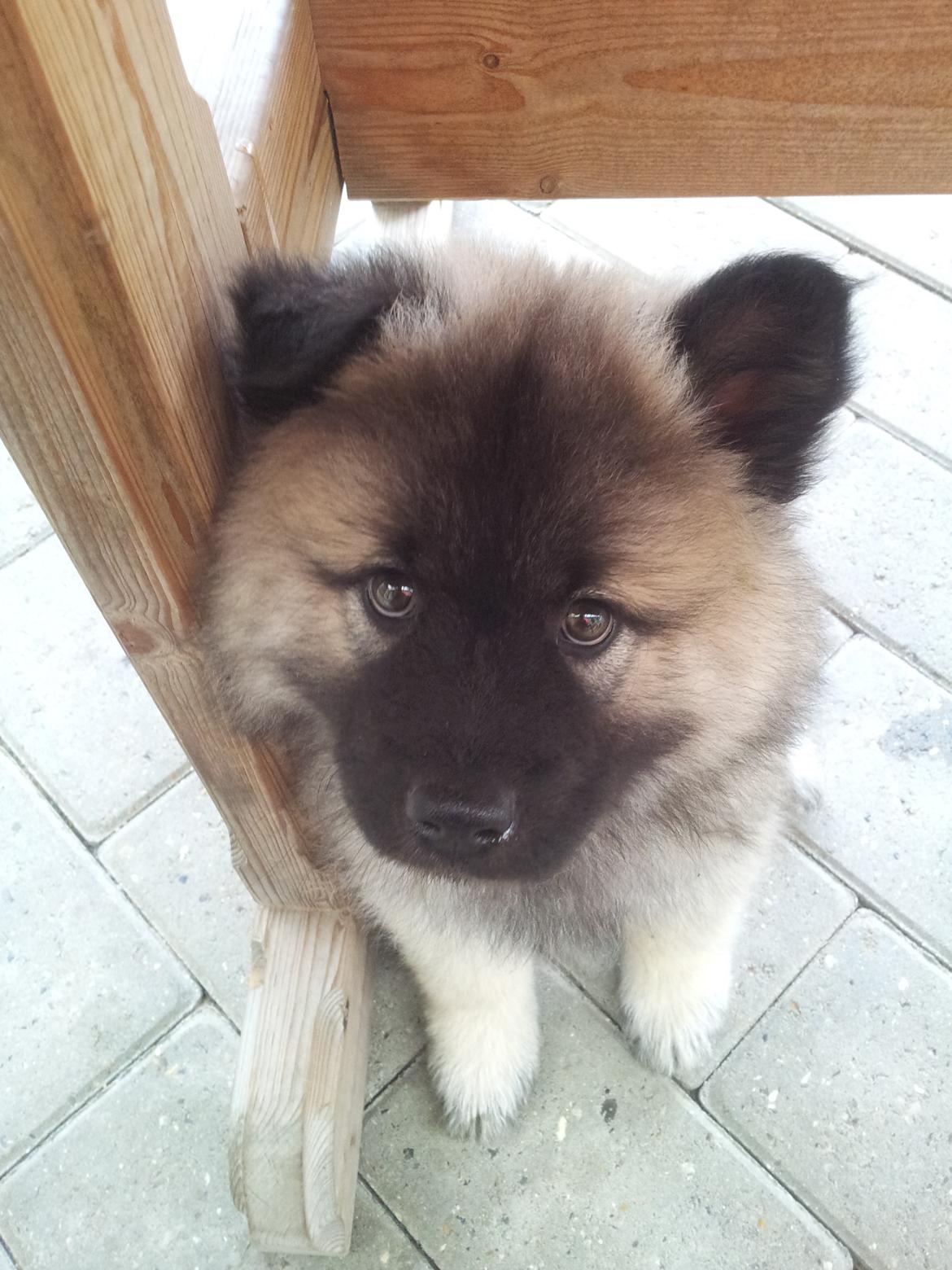 Eurasier Nuni  billede 1
