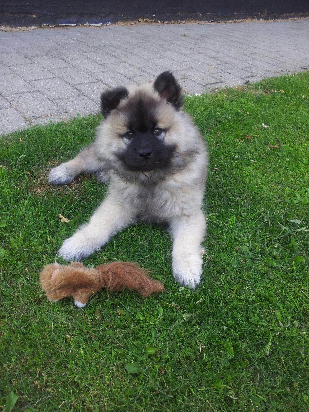 Eurasier Nuni  billede 3