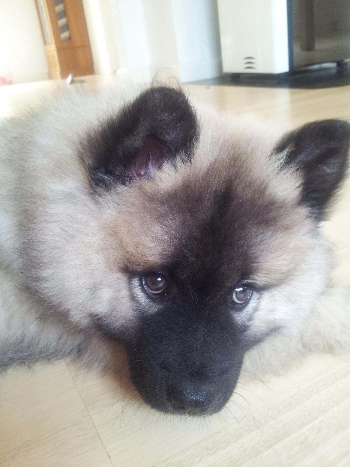 Eurasier Nuni  billede 4