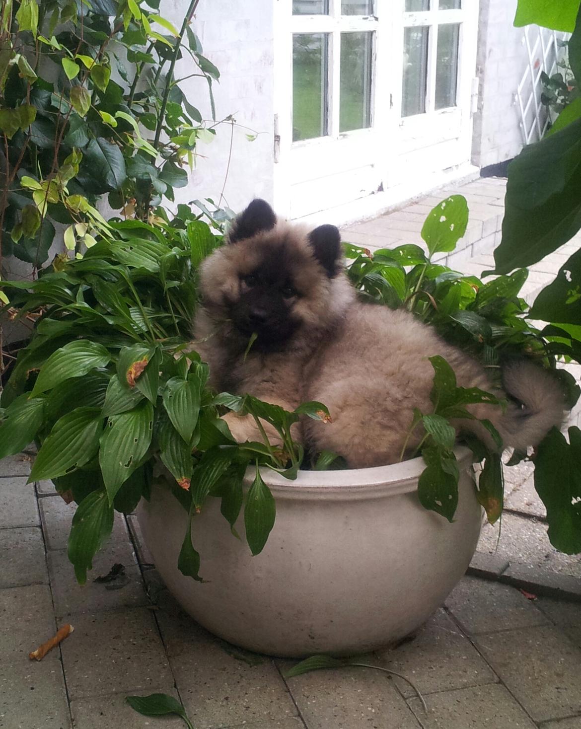 Eurasier Nuni  billede 5