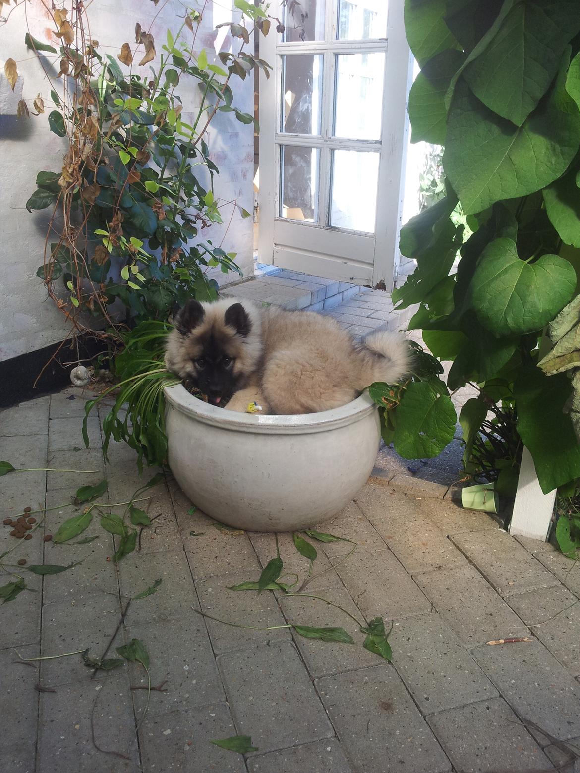 Eurasier Nuni  billede 6