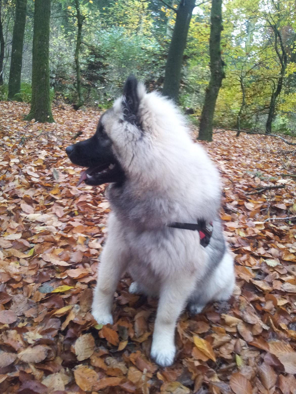 Eurasier Nuni  billede 7