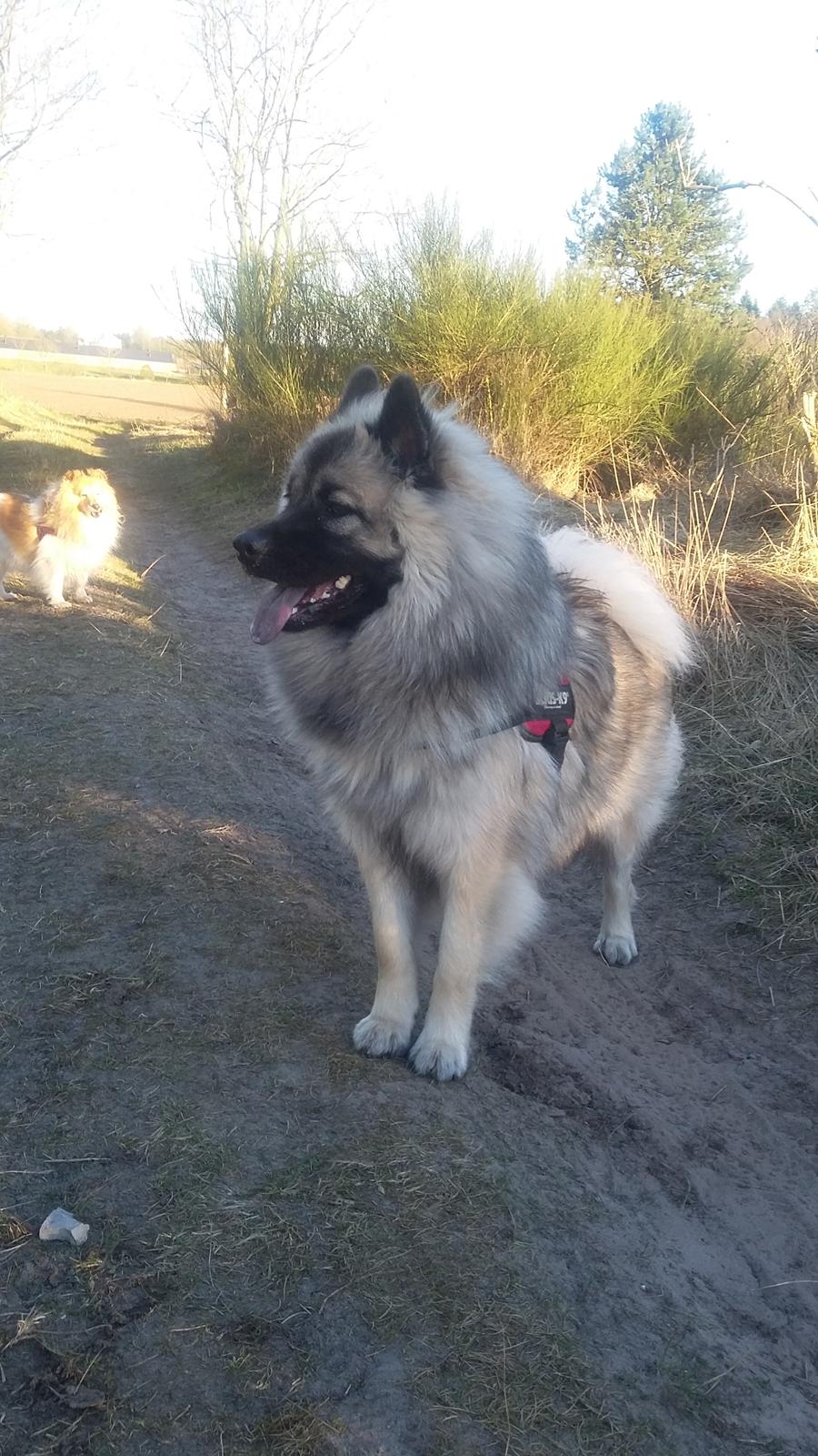 Eurasier Nuni  billede 8
