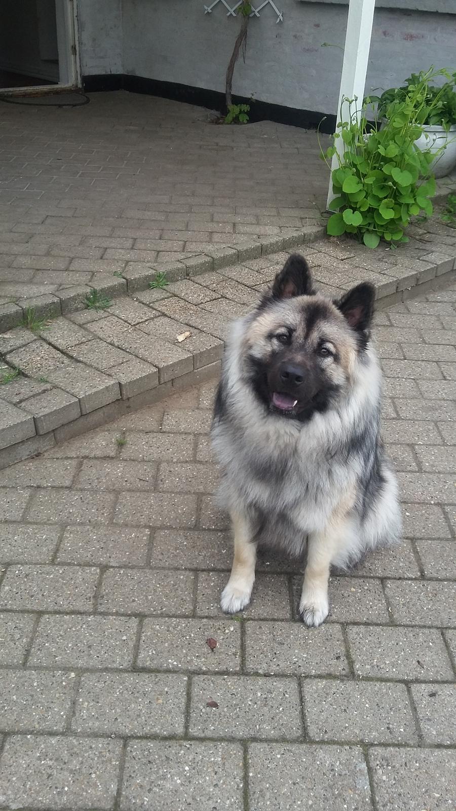 Eurasier Nuni  billede 9
