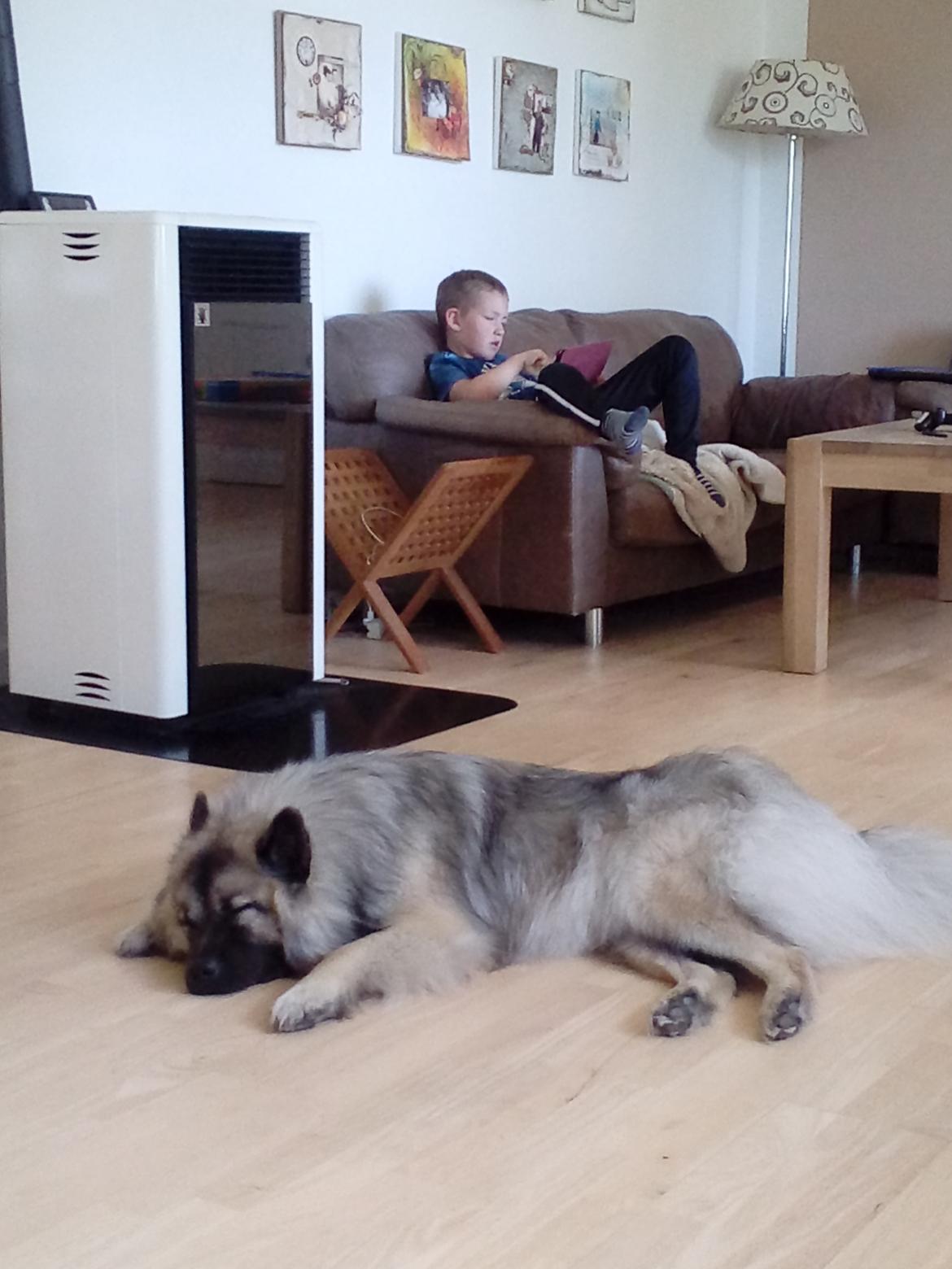 Eurasier Nuni  billede 10