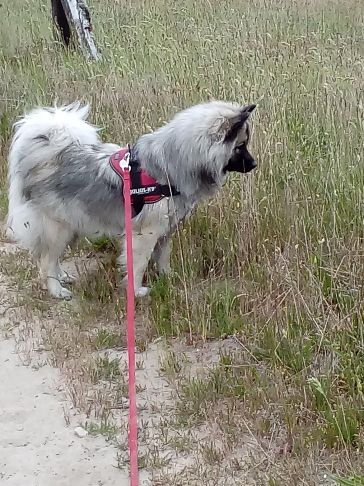 Eurasier Nuni  billede 11