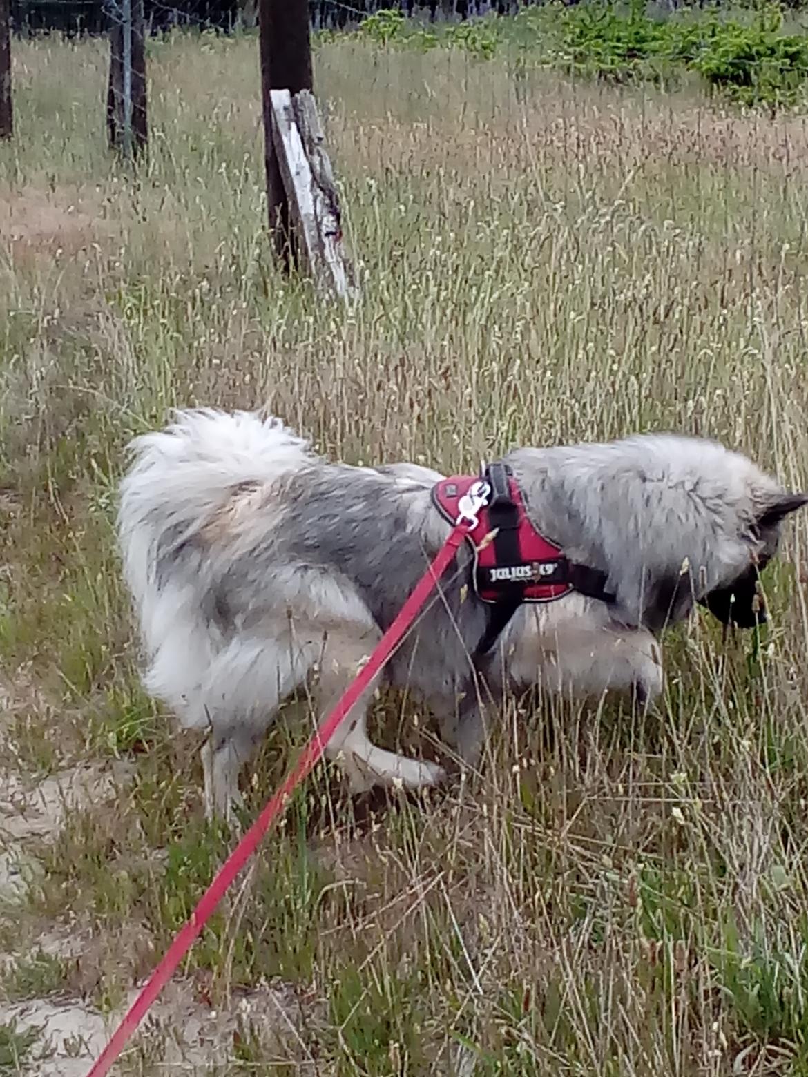 Eurasier Nuni  billede 12