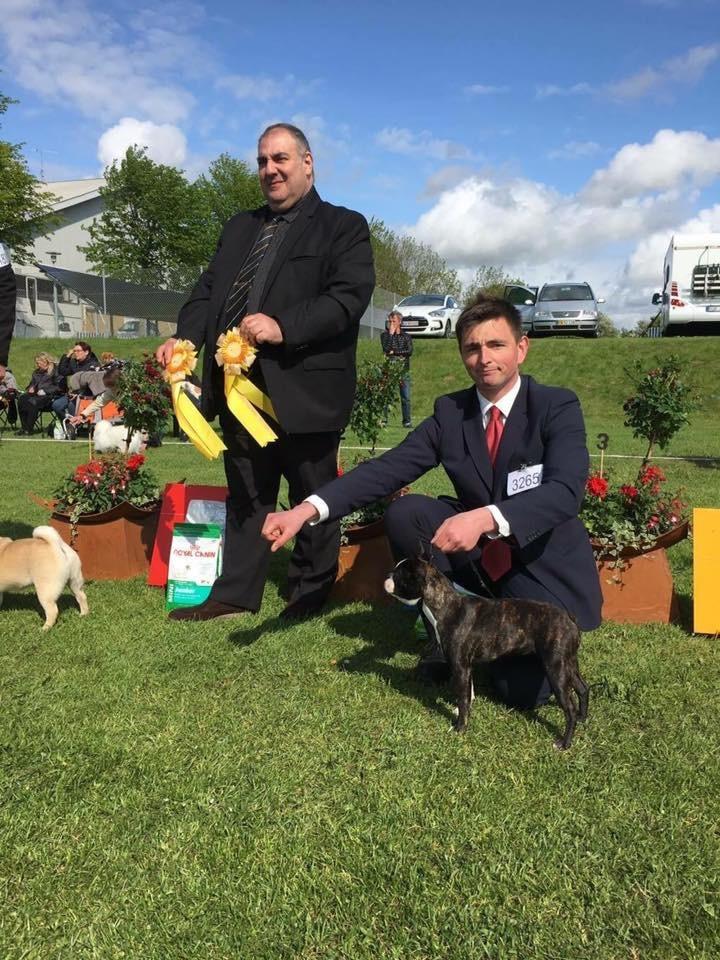 Boston terrier West Lund Diamonds R' Sweet AS Fanta aka Fanta billede 14