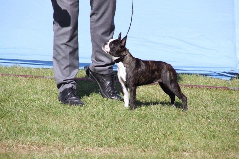 Boston terrier West Lund Diamonds R' Sweet AS Fanta aka Fanta billede 15