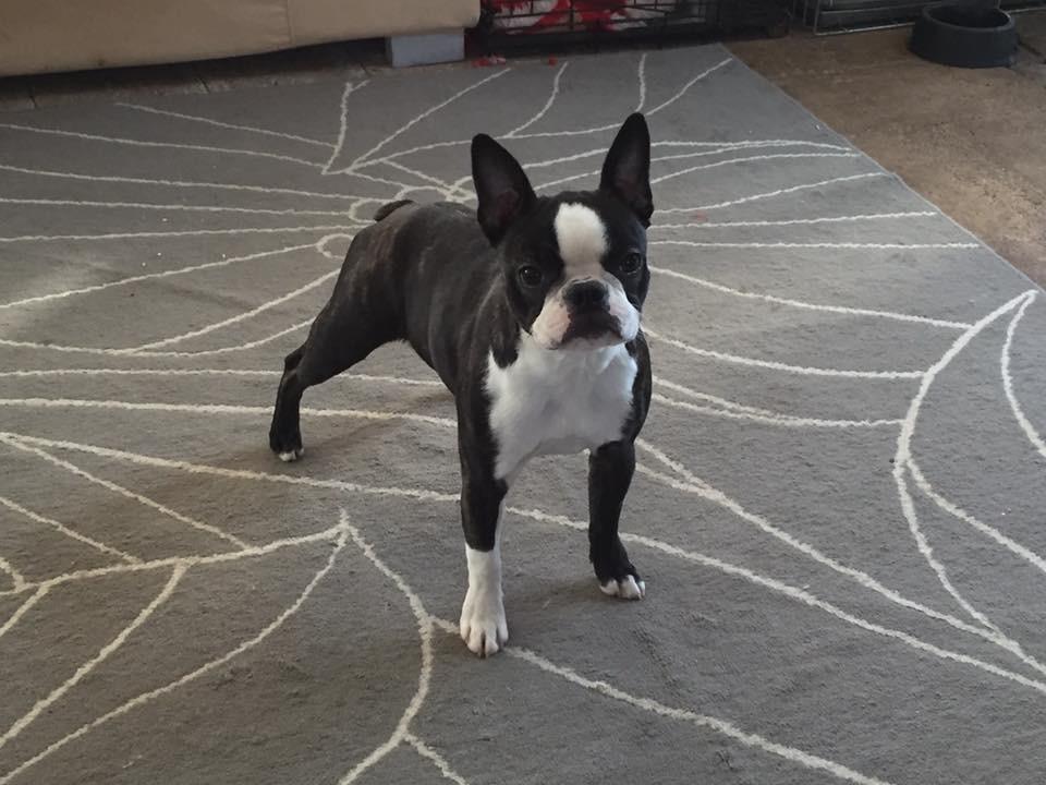 Boston terrier West Lund Diamonds R' Sweet AS Fanta aka Fanta billede 17