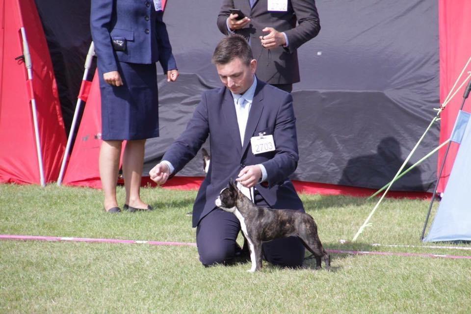 Boston terrier West Lund Diamonds R' Sweet AS Fanta aka Fanta billede 16