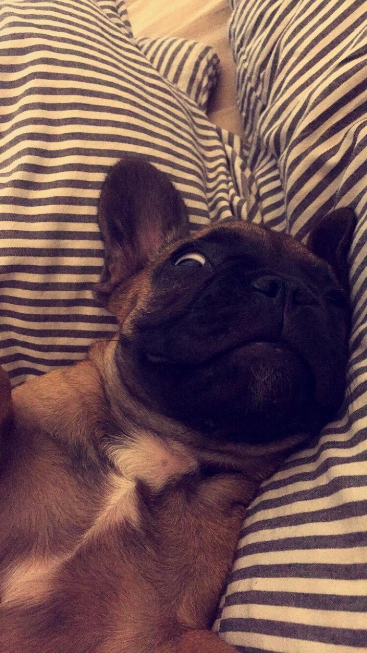 Fransk bulldog Bertha billede 30