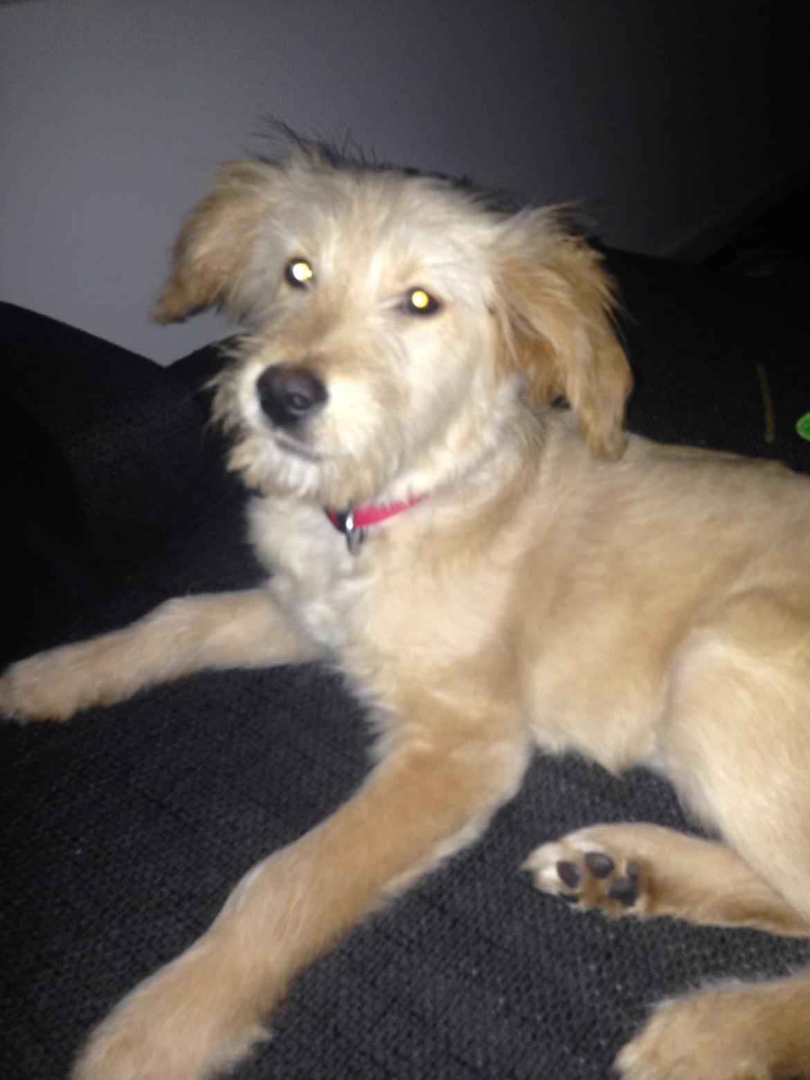 Blanding af racer Chili R.I.P billede 2