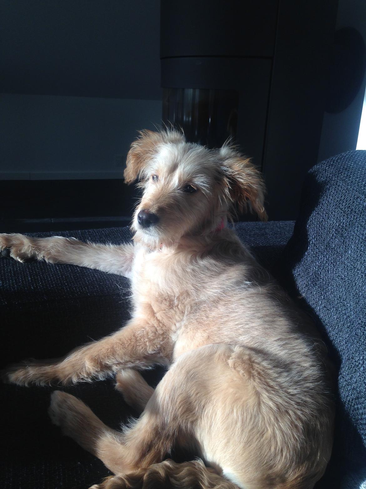 Blanding af racer Chili R.I.P billede 4