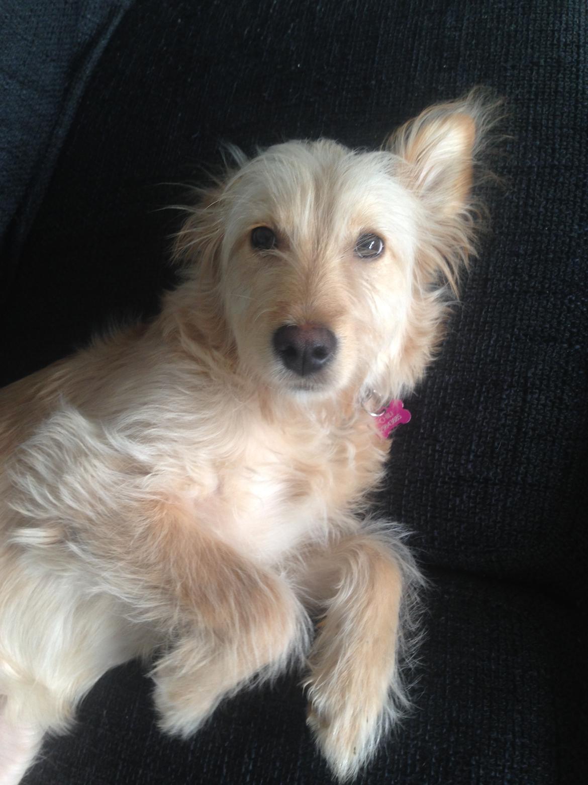 Blanding af racer Chili R.I.P billede 5