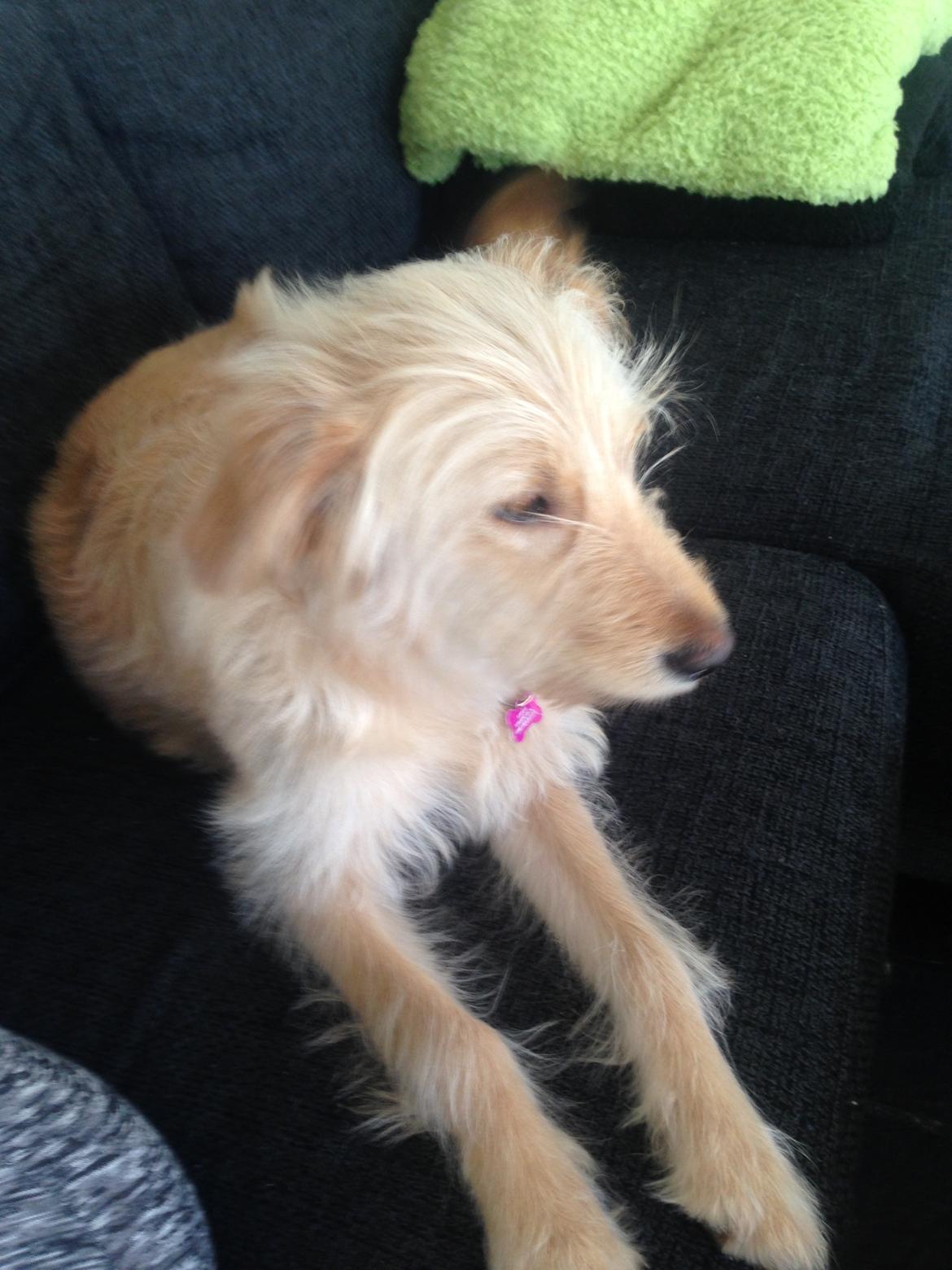 Blanding af racer Chili R.I.P billede 3