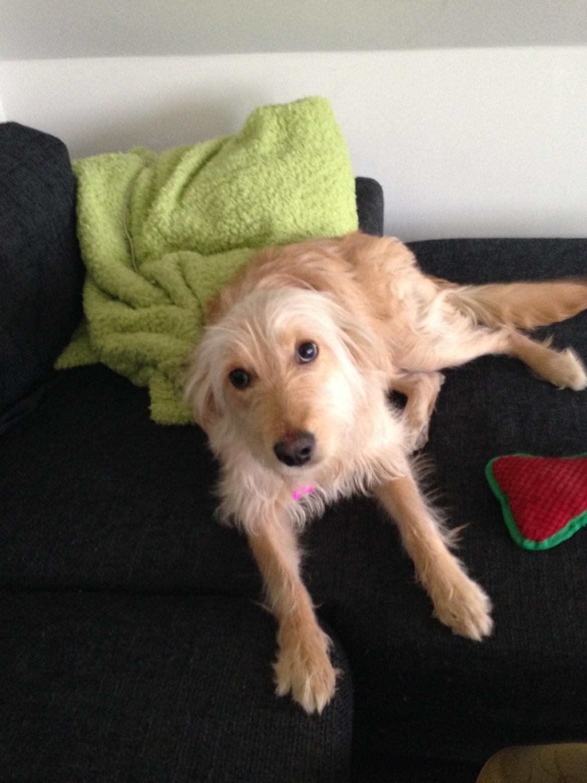 Blanding af racer Chili R.I.P billede 6