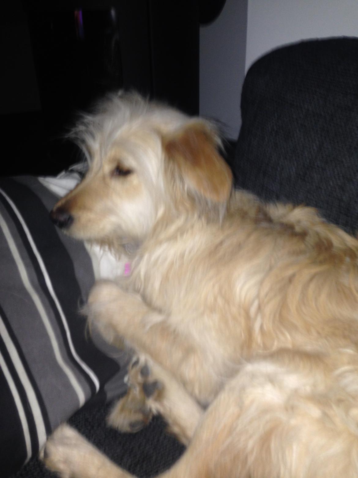 Blanding af racer Chili R.I.P billede 8