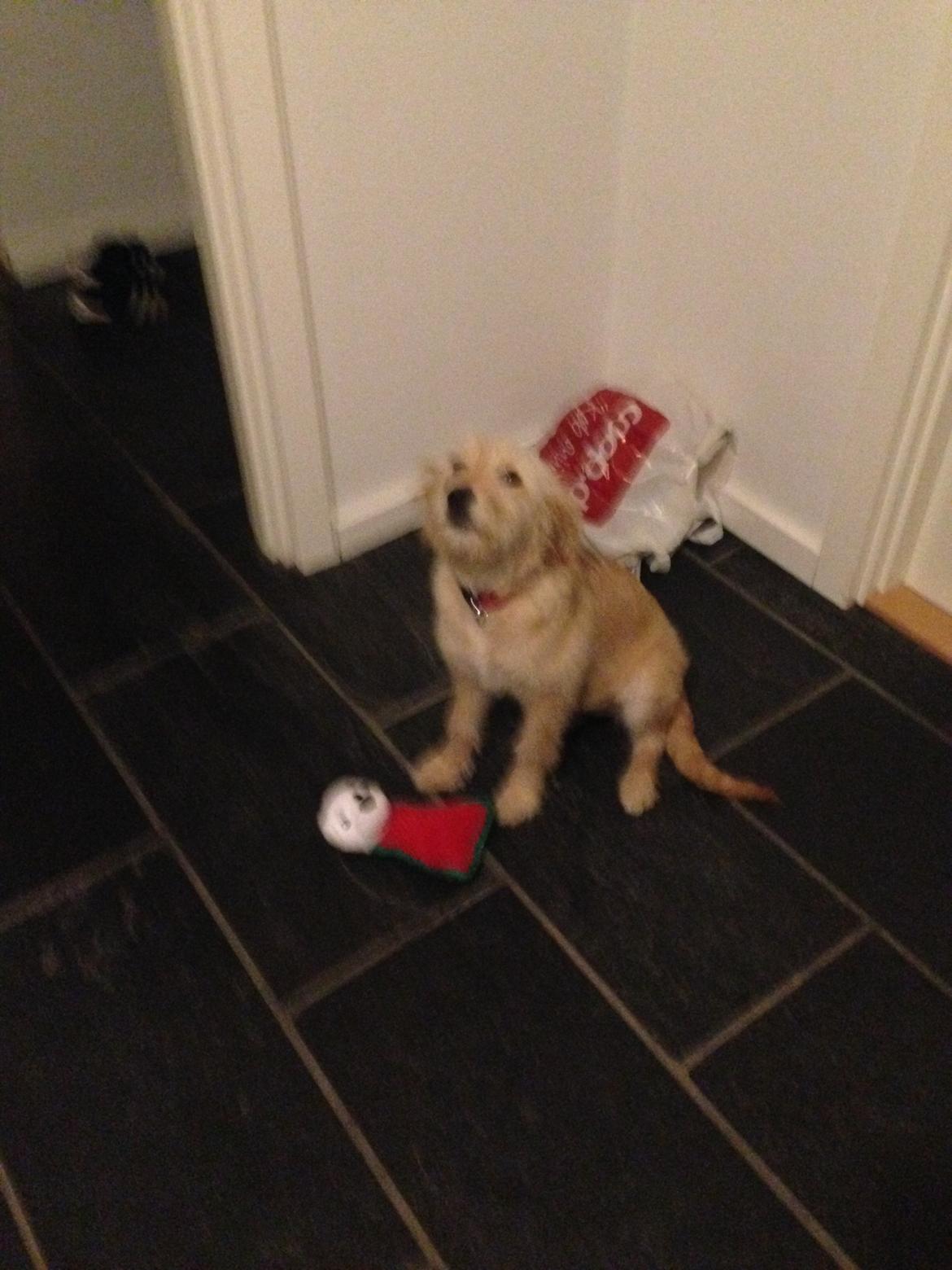 Blanding af racer Chili R.I.P billede 7