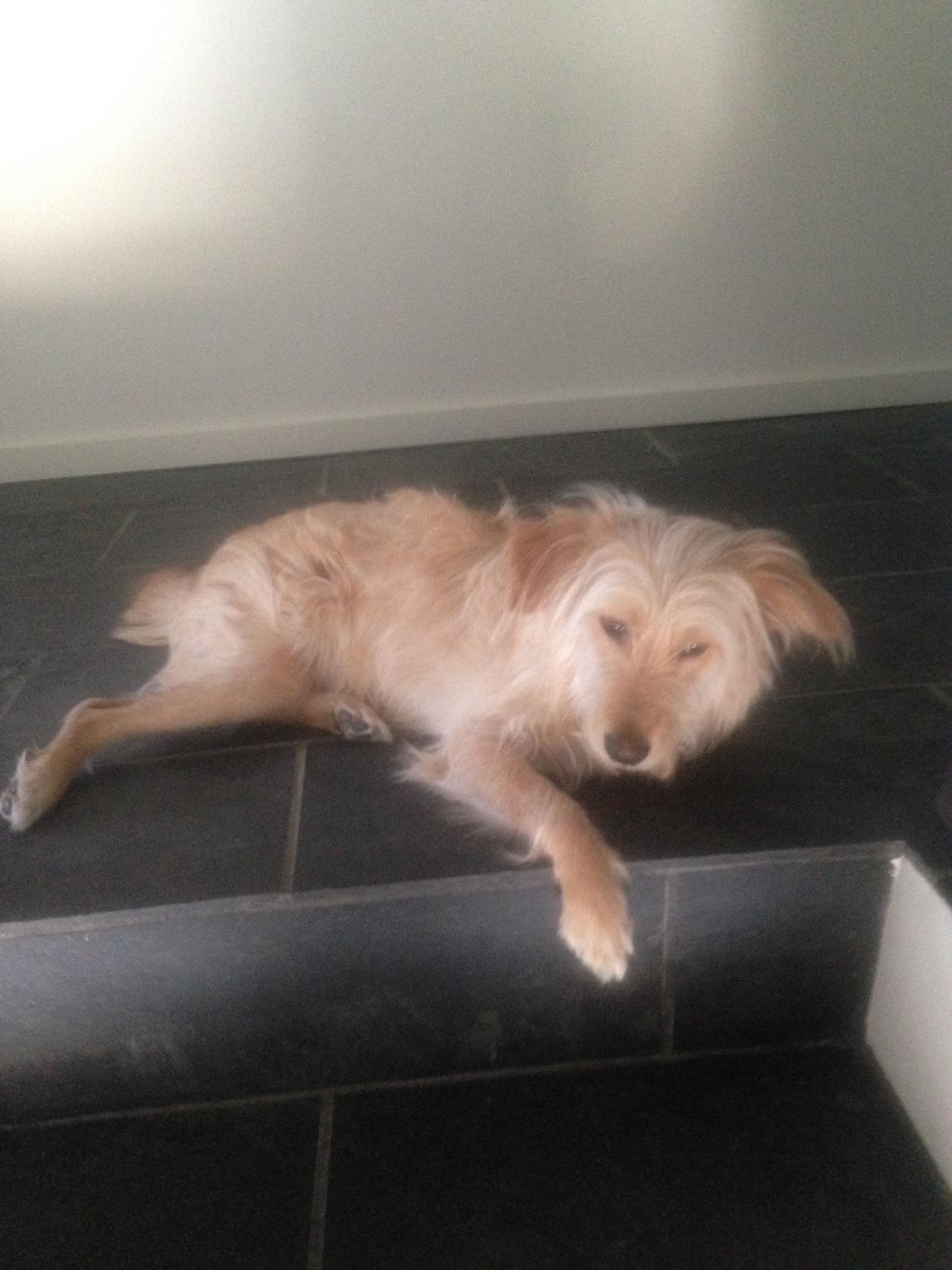 Blanding af racer Chili R.I.P billede 9