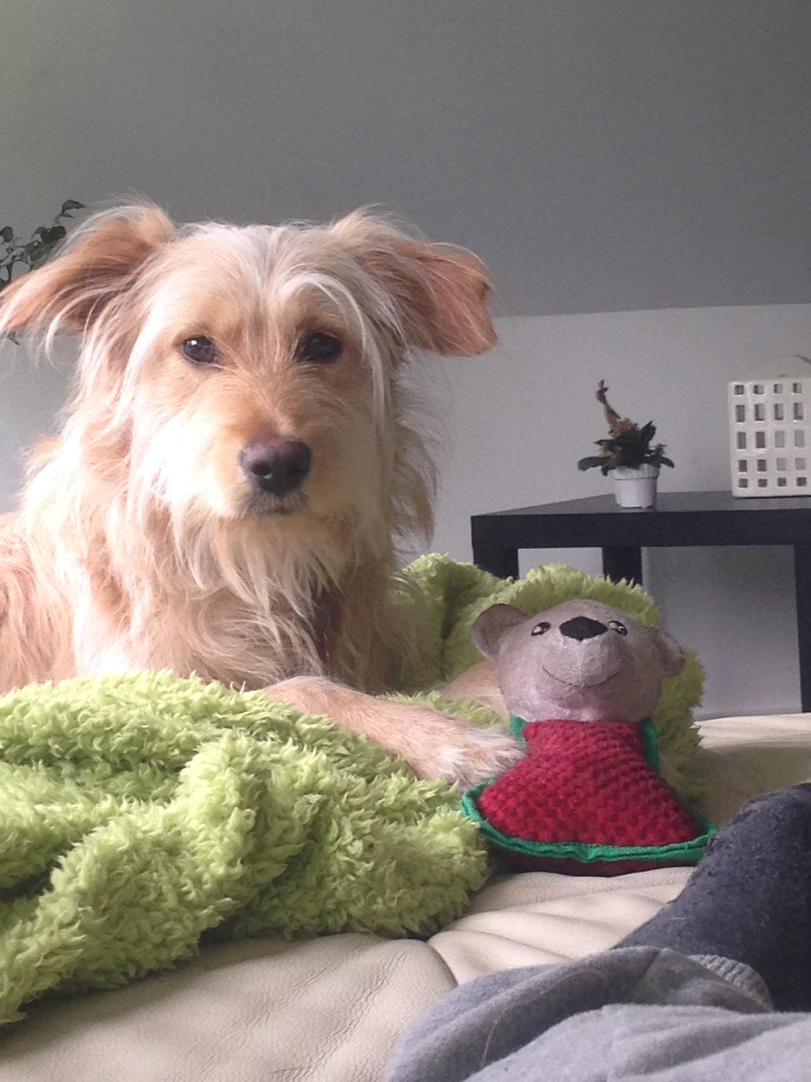 Blanding af racer Chili R.I.P billede 1