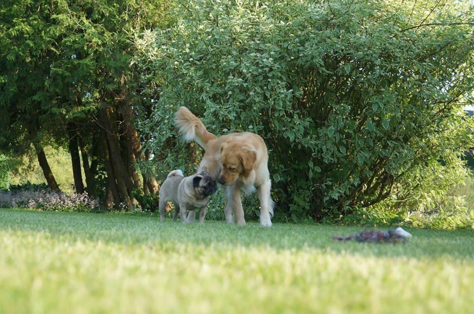 Golden retriever Carlo - Carlo og Pelle hygger i weekenden. juni 2016 billede 1