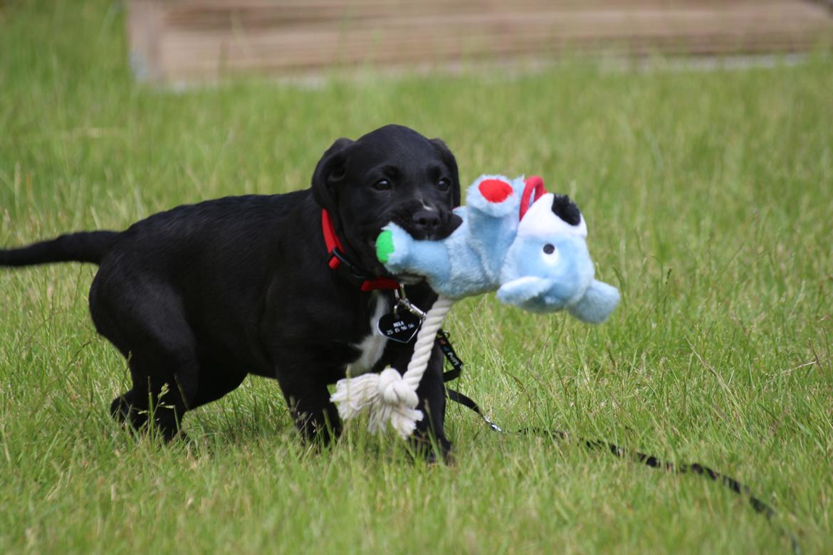 Blanding af racer Nela billede 2